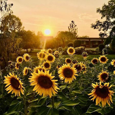 Quirindi Sunflower Motor Inn Εξωτερικό φωτογραφία