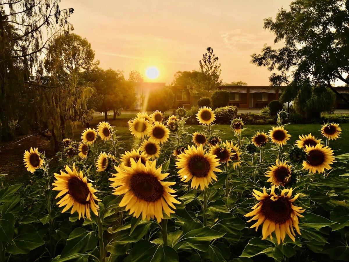 Quirindi Sunflower Motor Inn Εξωτερικό φωτογραφία